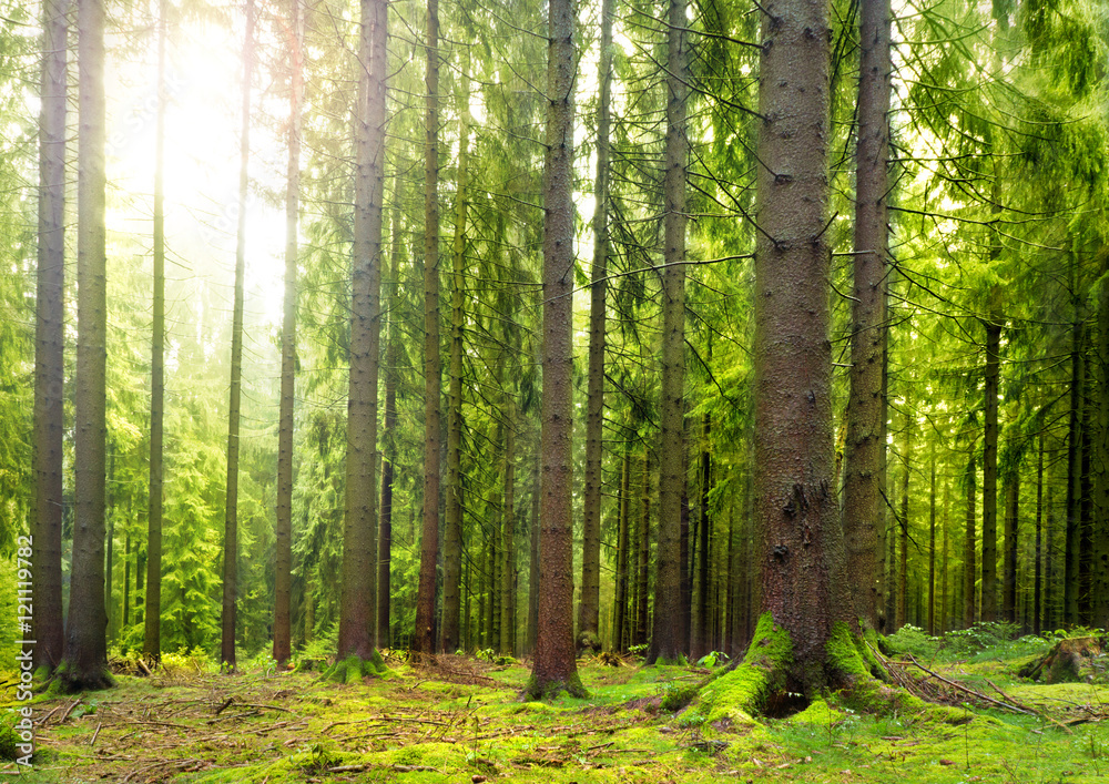 Obraz premium bajkowy las