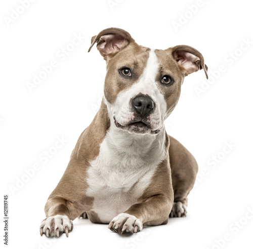 Fototapeta Naklejka Na Ścianę i Meble -  American Staffordshire Terrier lying, isolated on white
