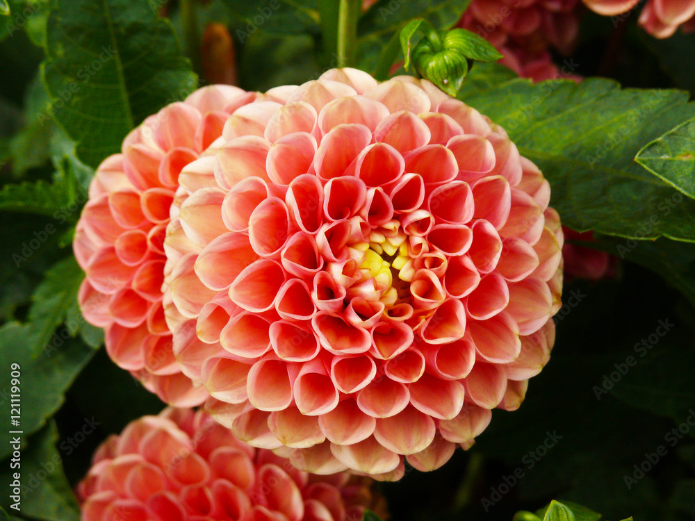 pink flower pink flower