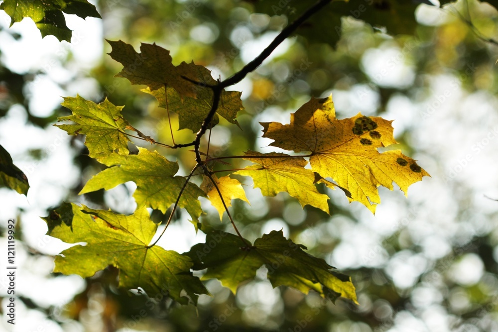 twig gold green leaves hung high in a tree twig gold green leaves hung high in a tree
