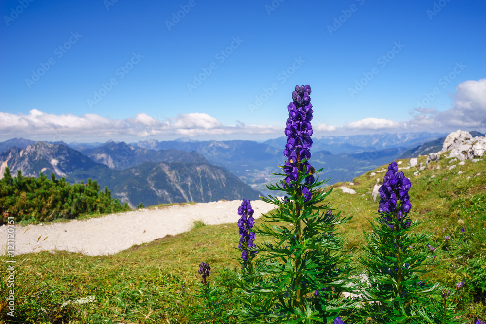 Ταπετσαρία Aconitum napellus flowers against mountains