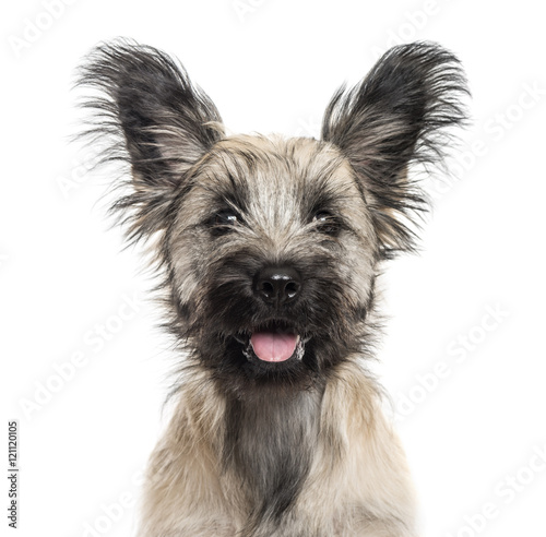 Close-up of a Skye Terrier dog isolated on white © Eric Isselée