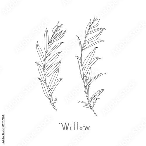 Hand drawn willow twigs. Graphic sketch. Vector. photo