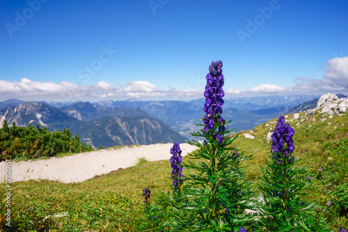 Aconitum napellus flowers against mountains photo