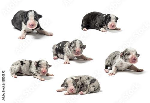 Group of crossbreed Puppies isolated on white