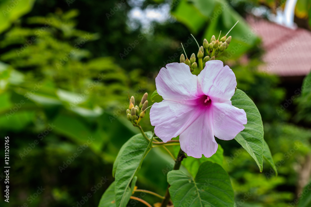 Obraz premium Beautiful purple flower in the garden