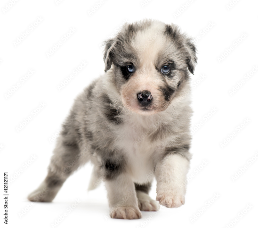 Front view of a crossbreed puppy walking isolated on white Front view of a crossbreed puppy walking isolated on white