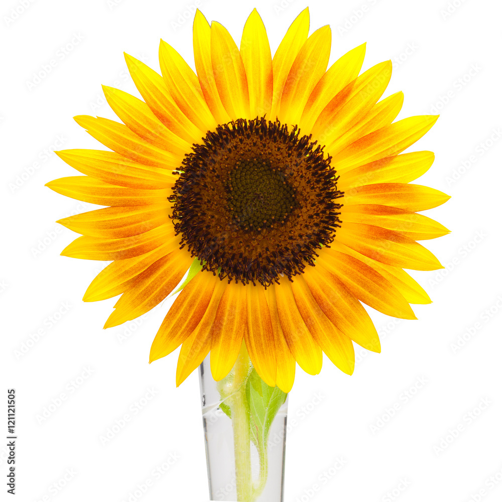 HELIANTHUS annuus 'Firecracker' sunflower over isolate white background. with clipping path HELIANTHUS annuus 'Firecracker' sunflower over isolate white background. with clipping path
