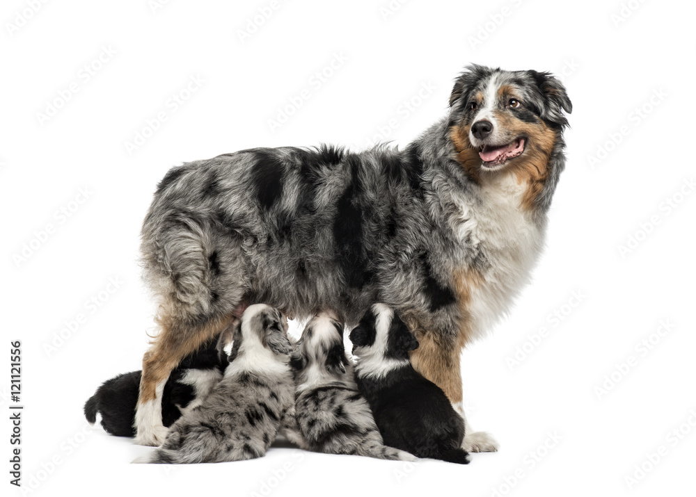 Mom purebred and her crossbreed puppies isolated on white Mom purebred and her crossbreed puppies isolated on white