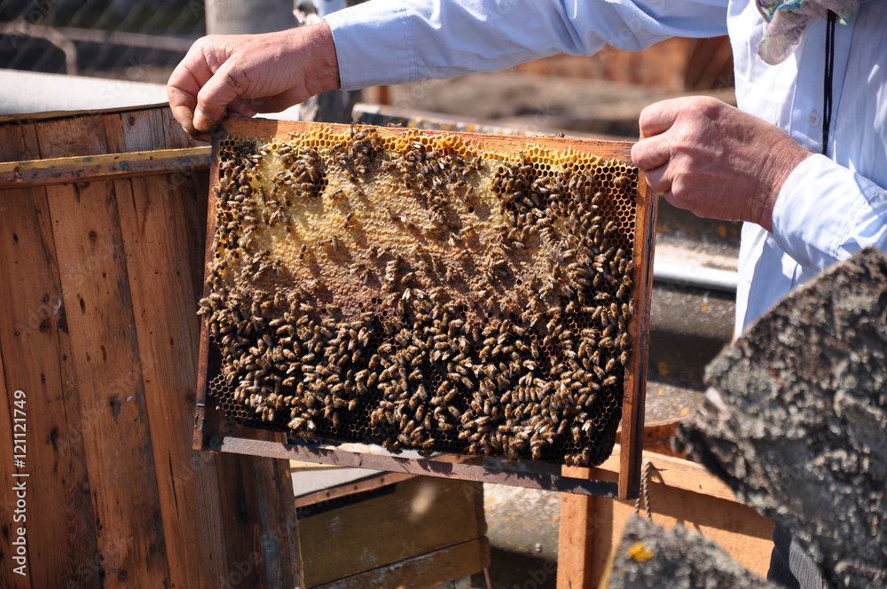 Beekeeper holding a frame of honeycomb. Working bee on honeycomb. Work bees in hive. Beekeeper checking a beehive. Beekeeper holding a frame of honeycomb. Working bee on honeycomb. Work bees in hive. Beekeeper checking a beehive.