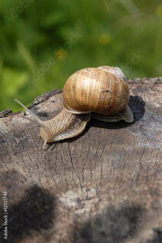 A common garden snail climbing on a stump.