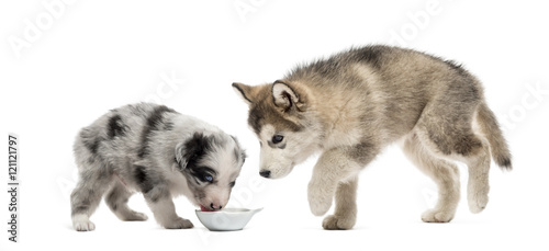 Young crossbreed and malamute puppies drinking isolated on white