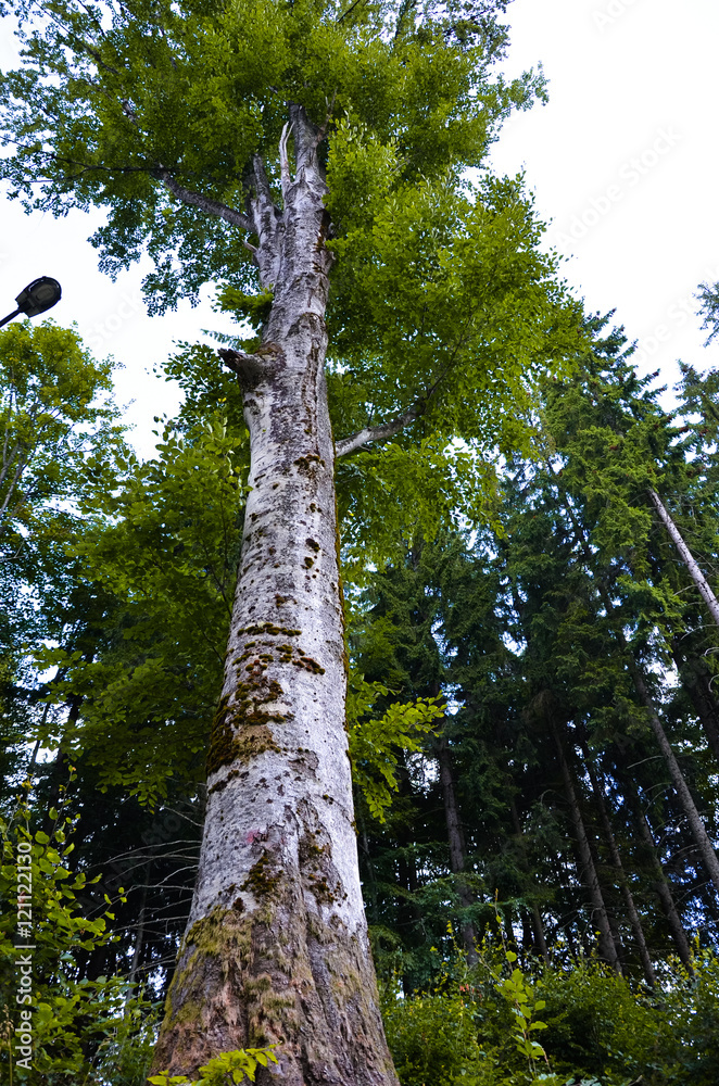 Fototapeta premium Tree trunk, old green, vertical photo