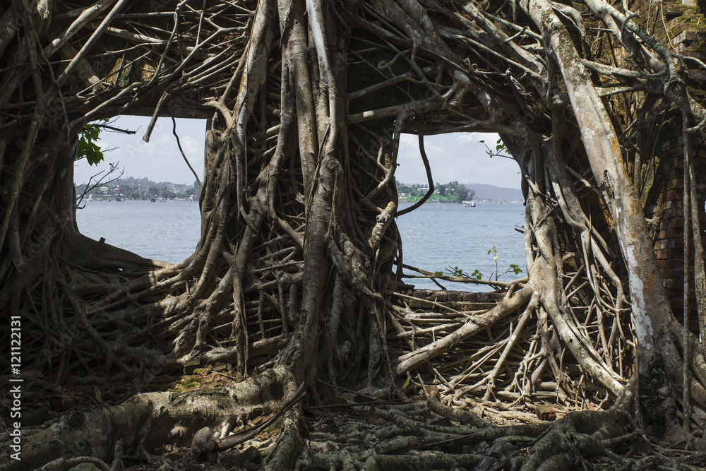 Ruin of abandoned building covered with roots on Ross Island. An Ruin of abandoned building covered with roots on Ross Island. An