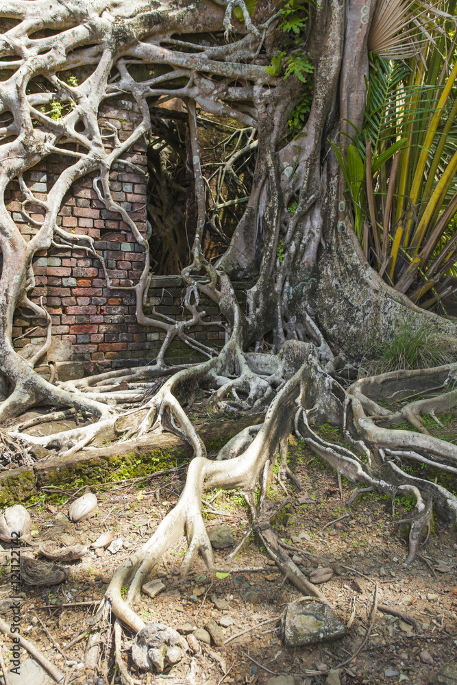 Ruin of abandoned building covered with roots on Ross Island. An Ruin of abandoned building covered with roots on Ross Island. An