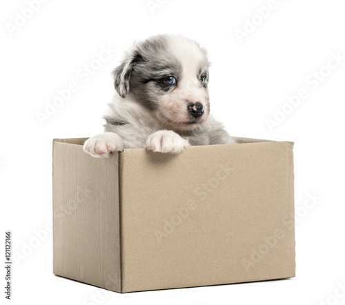 Crossbreed puppy getting out of a box isolated on white © Eric Isselée