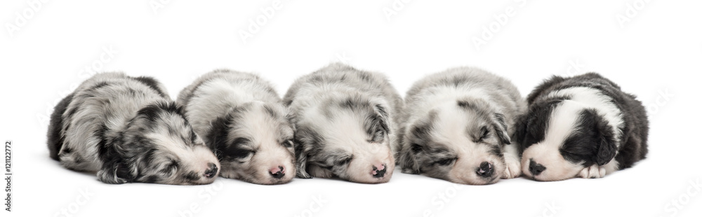 Fototapeta premium Group of crossbreed puppies sleeping isolated on white