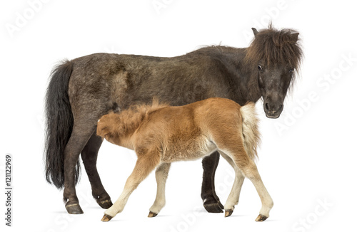 Fototapeta Naklejka Na Ścianę i Meble -  Mother poney and her foal feeding isolated on white