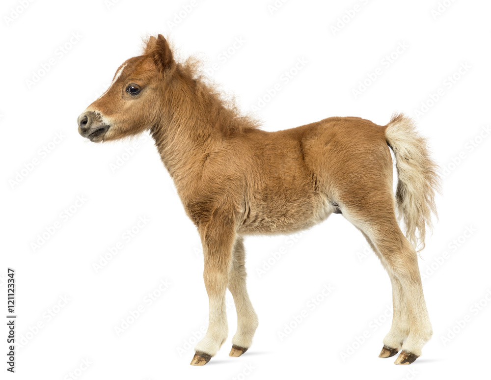 Naklejka premium Side view of a young poney, foal against white background