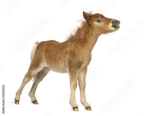 Young poney, foal whinnying against white background