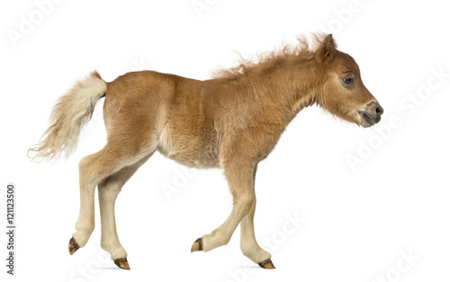Side view of a poney, foal trotting against white background