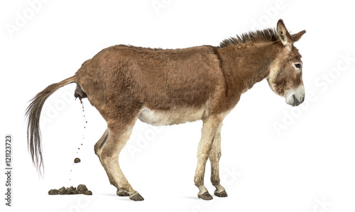 Side view of a Provence donkey defecating isolated on white