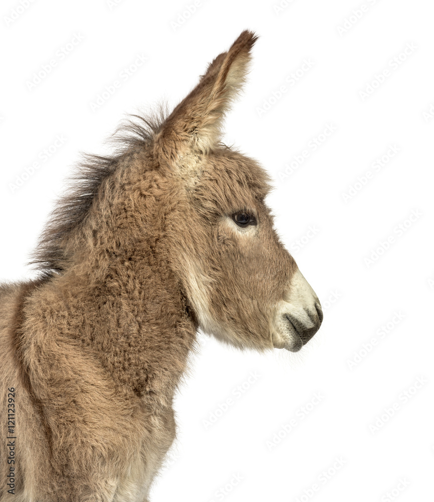 Provence donkey foal isolated on white