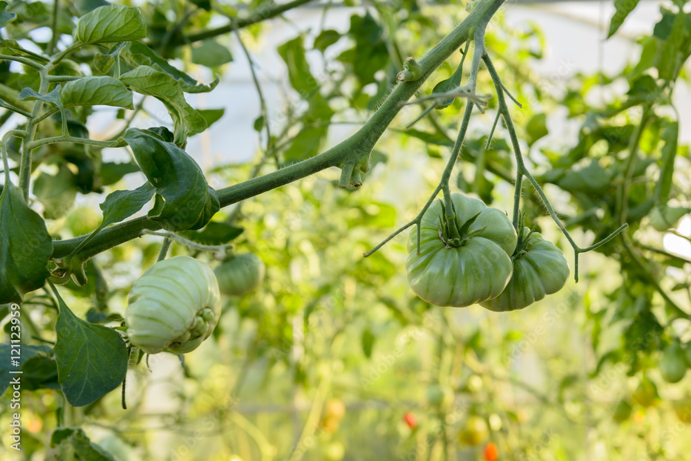 Fototapeta premium Tomato plant with fresh green tomatoes in the greenhouse