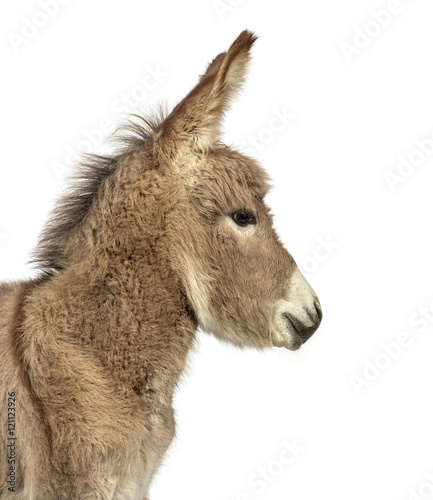 Provence donkey foal isolated on white © Eric Isselée