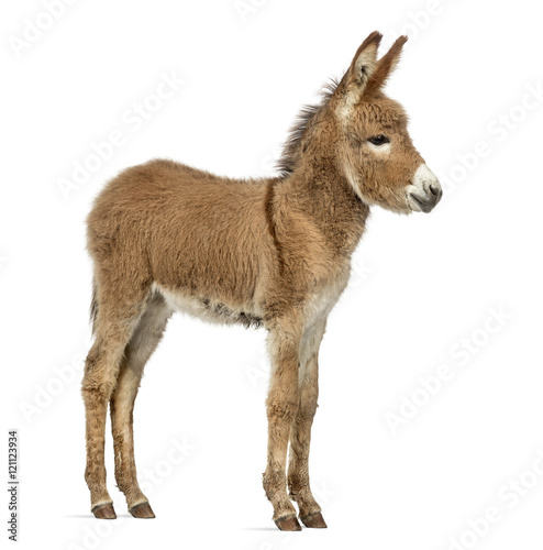 Side view of a Provence donkey foal isolated on white © Eric Isselée