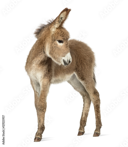 Provence donkey foal looking back isolated on white
