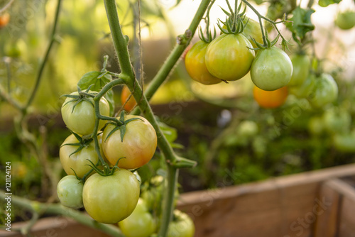 Wallpaper Mural Tomato plant with fresh green tomatoes in the greenhouse Torontodigital.ca
