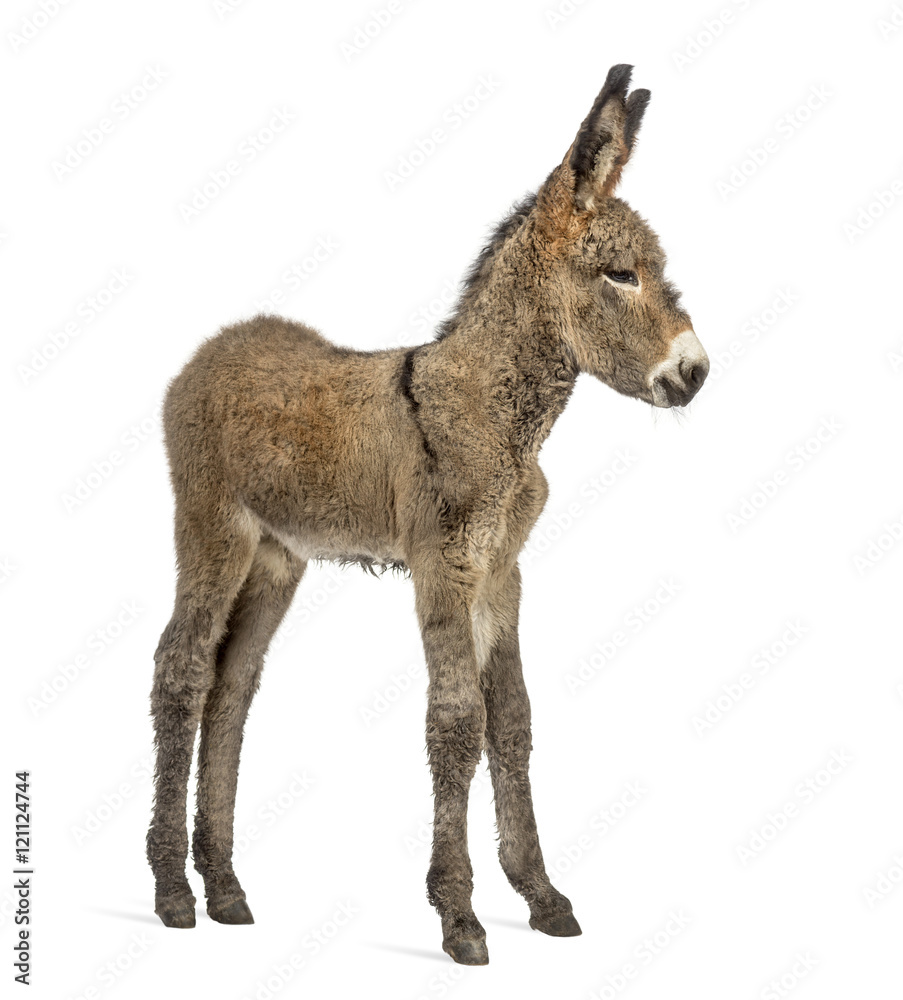 Provence donkey foal isolated on white