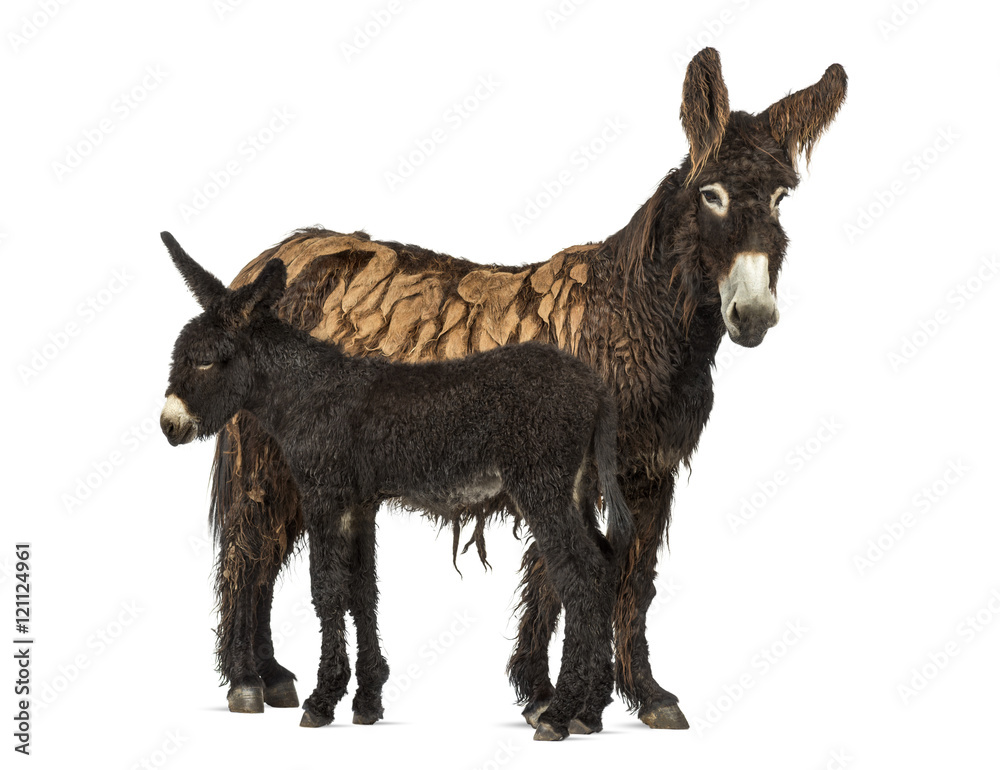 Fototapeta premium Donkey and her foal, baudet du poitoux isolated on white