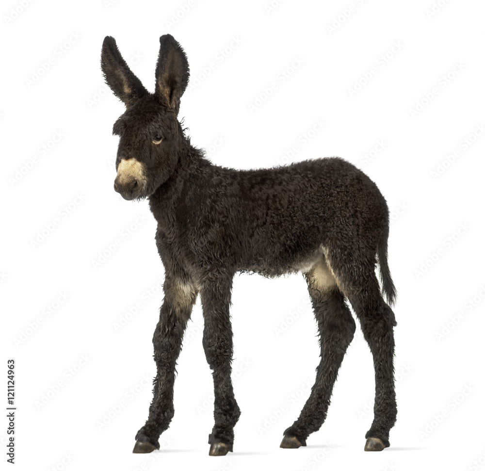 Fototapeta premium Donkey foal, baudet du poitoux isolated on white