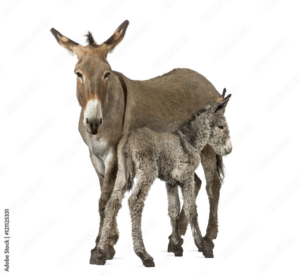 Fototapeta premium Mother provence donkey and her foal isolated on white