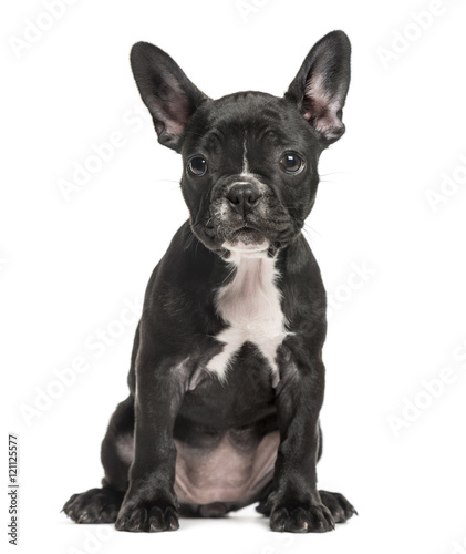 French Bulldog puppy, 10 weeks old, isolated on white © Eric Isselée