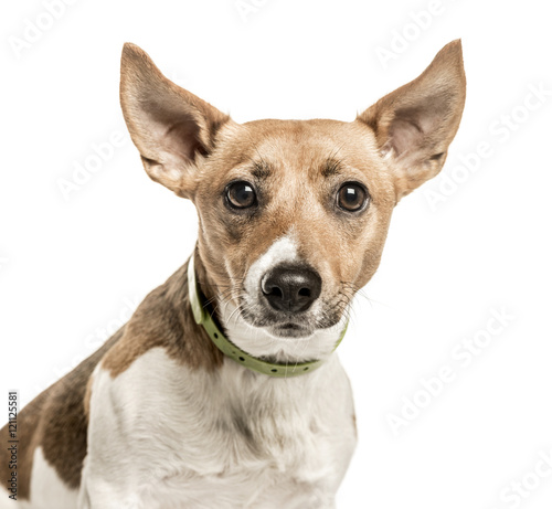 Close-up of Jack Russell Terrier, isolated on white © Eric Isselée