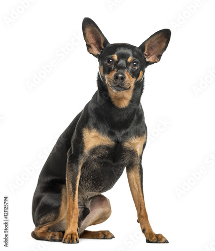 Fotografija German Pinscher, 2 years old, isolated on white