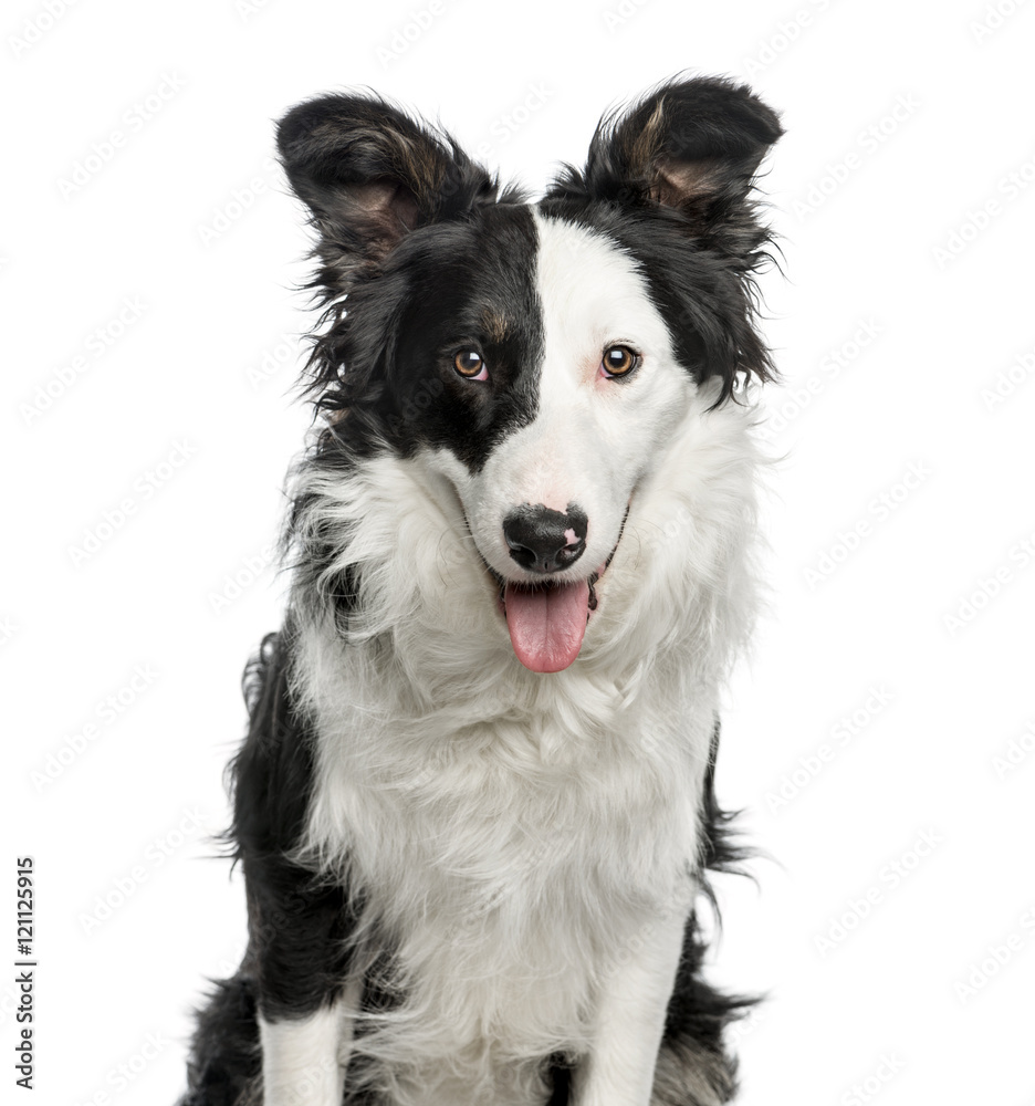 Close-up of Border Collie, 9 months old, isolated on white