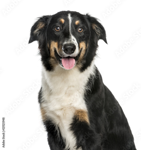 Close-up of Border Collie, 9 months old, isolated on white