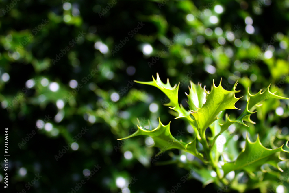 Green twig of holy bush (ilex aquifolium), can be used asi winter background Green twig of holy bush (ilex aquifolium), can be used asi winter background