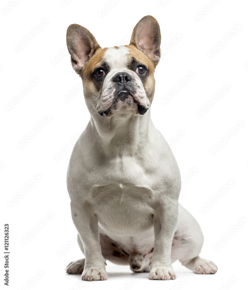 French Bulldog, 9 months old, isolated on white