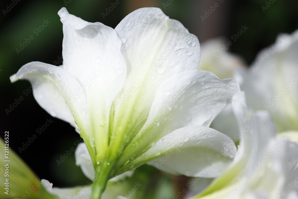 Fototapeta premium white amaryllis flower