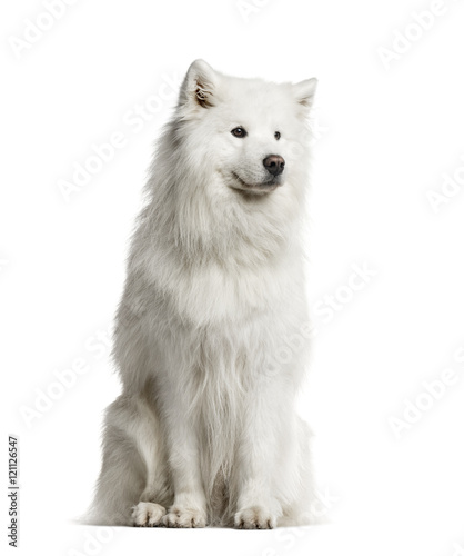 Fotografie Samoyed, 6 years old, isolated on white