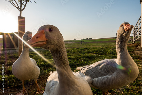 Gänse und Ziegen photo