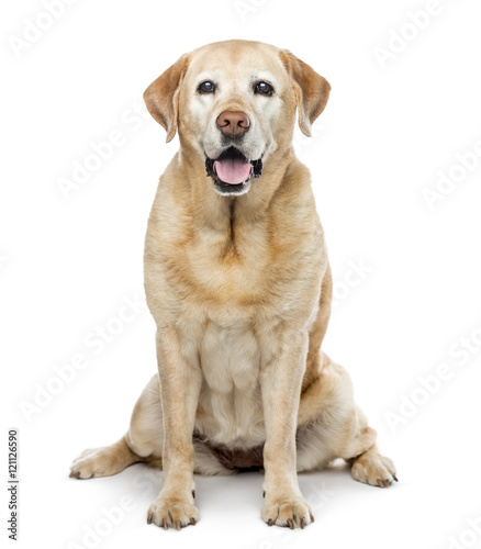 old Labrador Retriever, 11 years old, isolated on white