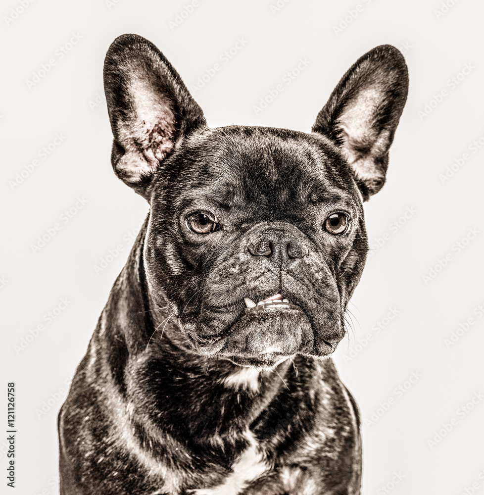 Close-up of French Bulldog, 2 years old, isolated on white