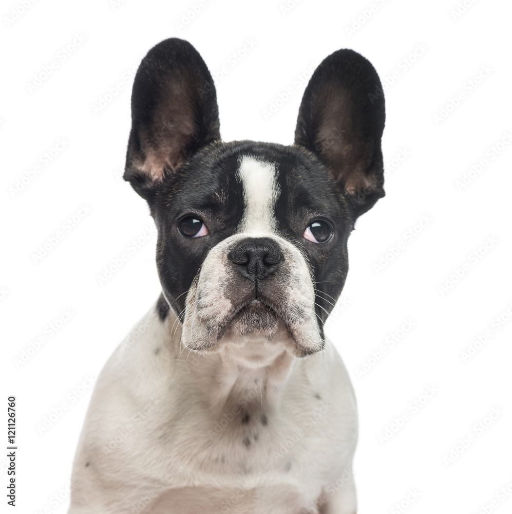 Close-up of French Bulldog puppy, isolated on white
