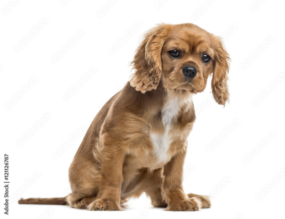 Cavalier King Charles Spaniel puppy, isolated on white